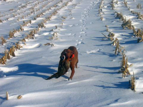 Pheasant hunting in Iowa