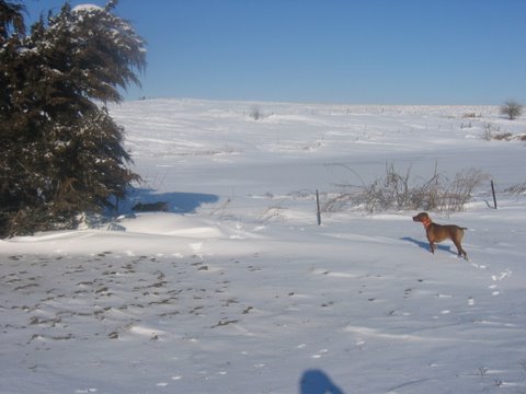 Vizsla honoring a point